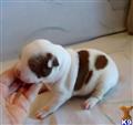 Boston Terrier